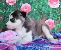Amber, a female Siberian Husky for sale in Woodburn, IN – Photo 3 of 3