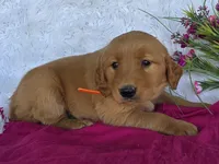 Ginger, a female Golden Retriever for sale in Woodburn, IN – 3 of 3