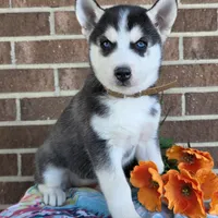 Sonia, a female Siberian Husky for sale in Woodburn, IN – Photo 2 of 4