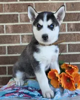 Sonia, a female Siberian Husky for sale in Woodburn, IN – Photo 2 of 4