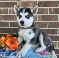 Sonia, a female Siberian Husky for sale in Woodburn, IN – Photo 4 of 4