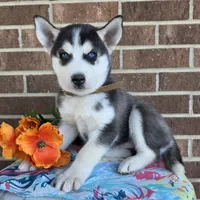 Sonia, a female Siberian Husky for sale in Woodburn, IN – Photo 1 of 4