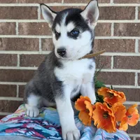 Sonia, a female Siberian Husky for sale in Woodburn, IN – Photo 3 of 4