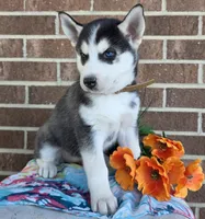 Sonia, a female Siberian Husky for sale in Woodburn, IN – Photo 3 of 4
