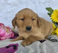 Layla, a female Golden Retriever for sale in Woodburn, IN – 3 of 4