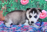 Ashley, a female Siberian Husky for sale in Woodburn, IN – Photo 2 of 4