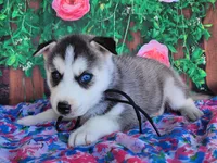 Ashley, a female Siberian Husky for sale in Woodburn, IN – Photo 4 of 4