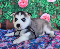 Ashley, a female Siberian Husky for sale in Woodburn, IN – Photo 1 of 4