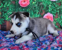 Ashley, a female Siberian Husky for sale in Woodburn, IN – Photo 3 of 4