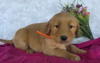 Ginger, a female Golden Retriever for sale in Woodburn, IN – 2 of 3