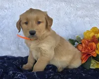 Jet, a male Golden Retriever for sale in Woodburn, IN – 3 of 4