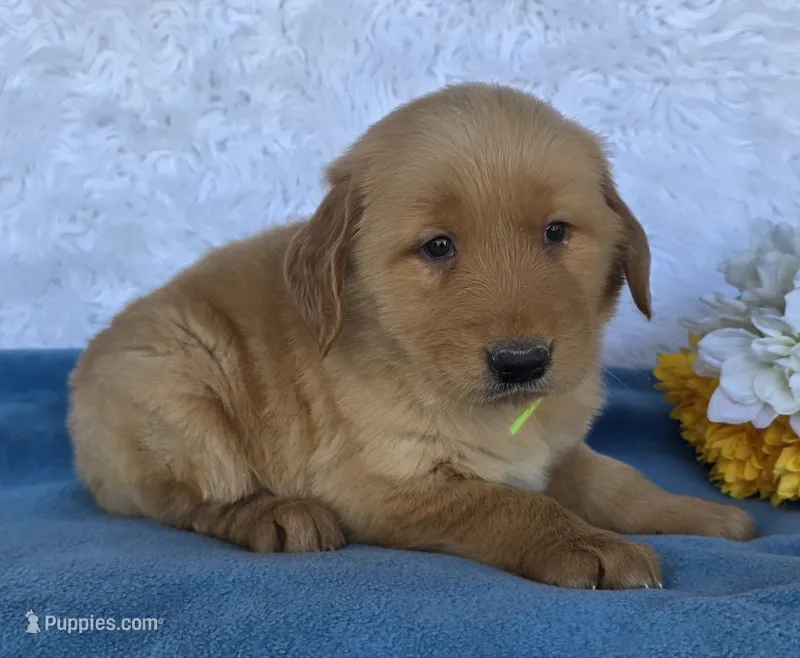 Andy – Golden Retriever puppy for sale in Woodburn, IN