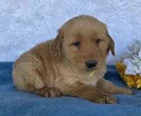 Andy, a male Golden Retriever for sale in Woodburn, IN – 1 of 5