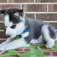 Simon, a male Siberian Husky for sale in Woodburn, IN – Photo 1 of 4