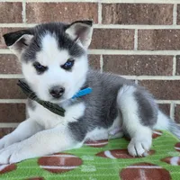 Simon, a male Siberian Husky for sale in Woodburn, IN – Photo 3 of 4