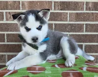 Simon, a male Siberian Husky for sale in Woodburn, IN – Photo 3 of 4