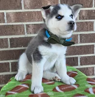 Simon, a male Siberian Husky for sale in Woodburn, IN – Photo 4 of 4