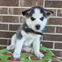 Simon, a male Siberian Husky for sale in Woodburn, IN – Photo 2 of 4