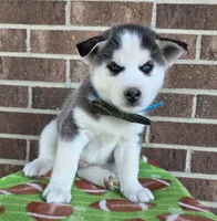 Simon, a male Siberian Husky for sale in Woodburn, IN – Photo 2 of 4