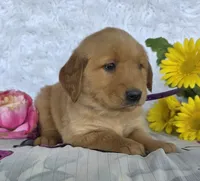 Layla, a female Golden Retriever for sale in Woodburn, IN – 2 of 4