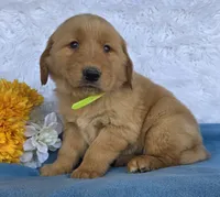 Andy, a male Golden Retriever for sale in Woodburn, IN – 3 of 5