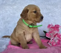 Katrina , a female Golden Retriever for sale in Woodburn, IN – 2 of 4