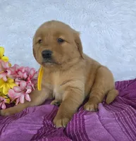 Barbie, a female Golden Retriever for sale in Woodburn, IN – 4 of 4