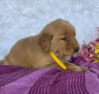 Barbie, a female Golden Retriever for sale in Woodburn, IN – 3 of 4