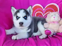 Hope, a female Siberian Husky for sale in Woodburn, IN – Photo 4 of 4
