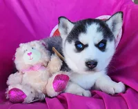 Hope, a female Siberian Husky for sale in Woodburn, IN – Photo 2 of 4