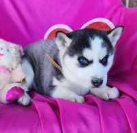 Hope, a female Siberian Husky for sale in Woodburn, IN – Photo 1 of 4
