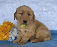 Andy, a male Golden Retriever for sale in Woodburn, IN – 4 of 5