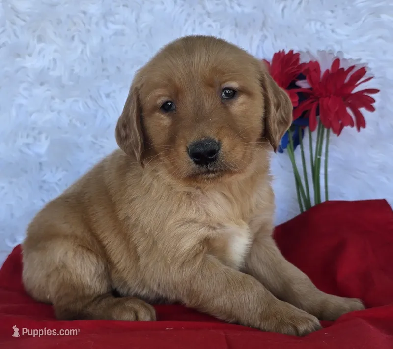 Trevor  – Golden Retriever puppy for sale in Woodburn, IN