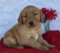 Trevor , a male Golden Retriever for sale in Woodburn, IN – 1 of 4