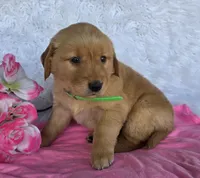 Katrina , a female Golden Retriever for sale in Woodburn, IN – 4 of 4
