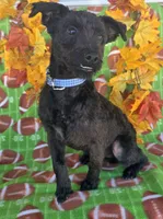 Cody , a male Yorkshire Terrier for sale in Woodburn, IN – 3 of 6
