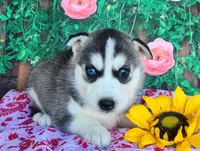 Abby, a female Siberian Husky for sale in Woodburn, IN – Photo 1 of 4