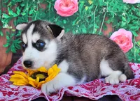 Abby, a female Siberian Husky for sale in Woodburn, IN – Photo 2 of 4
