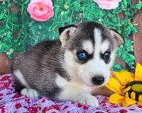 Abby, a female Siberian Husky for sale in Woodburn, IN – Photo 4 of 4