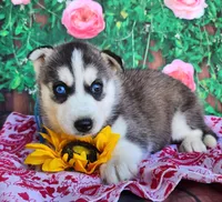 Abby, a female Siberian Husky for sale in Woodburn, IN – Photo 3 of 4