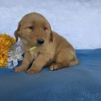 Andy, a male Golden Retriever for sale in Woodburn, IN – 5 of 5