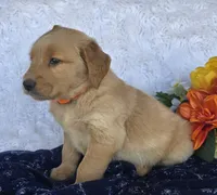 Jet, a male Golden Retriever for sale in Woodburn, IN – 4 of 4