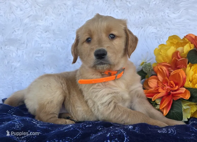 Jet – Golden Retriever puppy for sale in Woodburn, IN