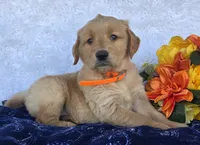 Jet, a male Golden Retriever for sale in Woodburn, IN – 1 of 4