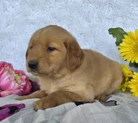 Layla, a female Golden Retriever for sale in Woodburn, IN – 4 of 4