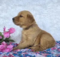 Lacy, a female Golden Retriever for sale in Woodburn, IN – 2 of 4