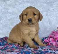 Lacy, a female Golden Retriever for sale in Woodburn, IN – 4 of 4