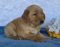 Andy, a male Golden Retriever for sale in Woodburn, IN – 2 of 5