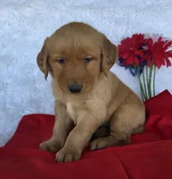 Trevor , a male Golden Retriever for sale in Woodburn, IN – 4 of 4