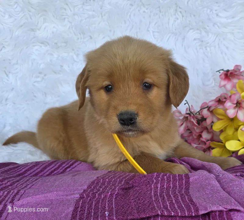 Barbie – Golden Retriever puppy for sale in Woodburn, IN